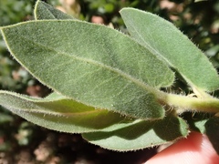 Arctostaphylos regismontana