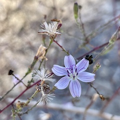 Stephanomeria exigua