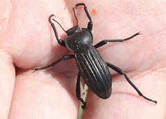 Stenomorpha costipennis