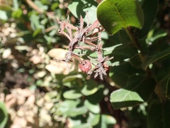 Arctostaphylos regismontana