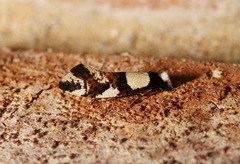 Monopis icterogastra