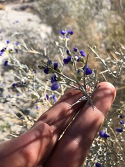 Psorothamnus spinosus