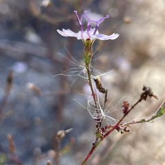 Stephanomeria exigua