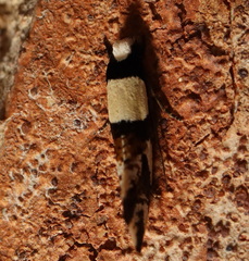Monopis icterogastra