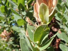 Arctostaphylos regismontana