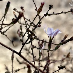 Stephanomeria exigua