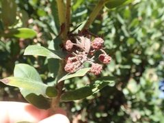Arctostaphylos regismontana
