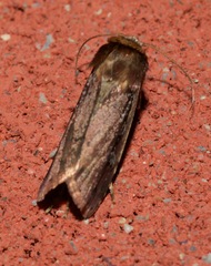 Ochropleura implecta