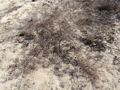 Stephanomeria exigua