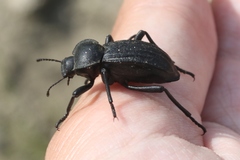 Stenomorpha costipennis