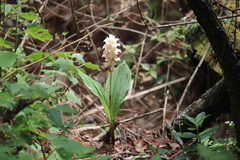 Govenia liliacea