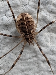 Opilio saxatilis