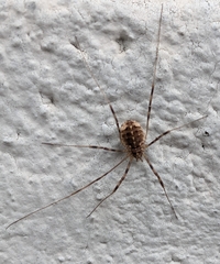 Opilio saxatilis