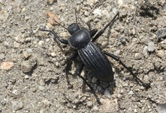Stenomorpha costipennis