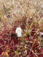 Eriophorum vaginatum