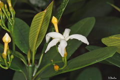 Tabernaemontana dichotoma