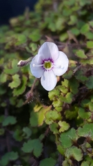 Veronica jovellanoides