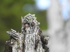 Acroscyphus sphaerophoroides