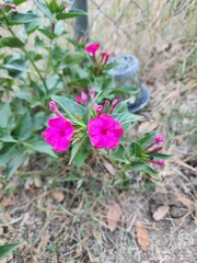 Mirabilis jalapa