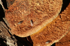 Pseudotephritina