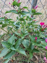 Mirabilis jalapa