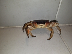 Gecarcinus lateralis