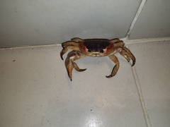 Gecarcinus lateralis