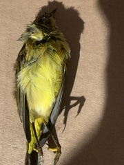 Setophaga palmarum hypochrysea