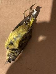 Setophaga palmarum hypochrysea