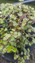 Veronica jovellanoides
