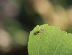 Sciaroidea