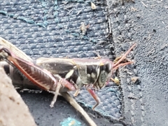 Melanoplus lakinus