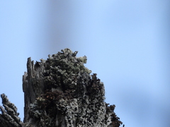 Acroscyphus sphaerophoroides