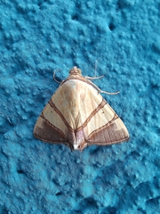 Eulepidotis julianata