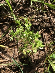 Crassula decumbens