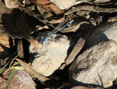 Argia nahuana