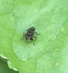 Sphyracephala brevicornis