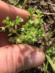 Crassula decumbens