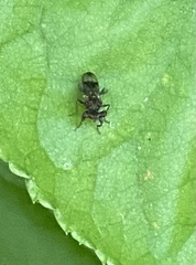 Sphyracephala brevicornis