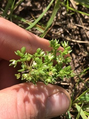 Crassula decumbens