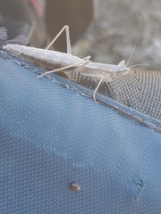 Yersiniops solitarius