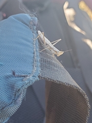 Yersiniops solitarius