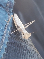 Yersiniops solitarius