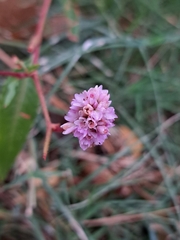 Persicaria bicornis