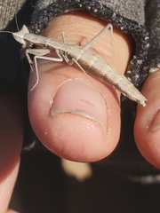 Yersiniops solitarius