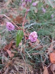 Persicaria bicornis