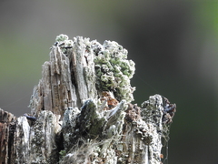 Acroscyphus sphaerophoroides