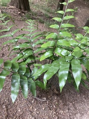 Asplenium oblongifolium
