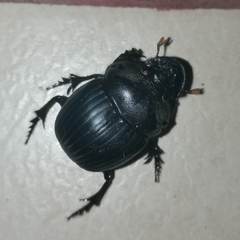 Dichotomius amicitiae