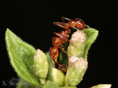 Ectatomma tuberculatum